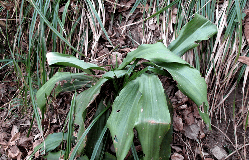 毛茛科的鹅掌草,是种多年生的草本植物,其地下有暗褐色的圆柱形根茎