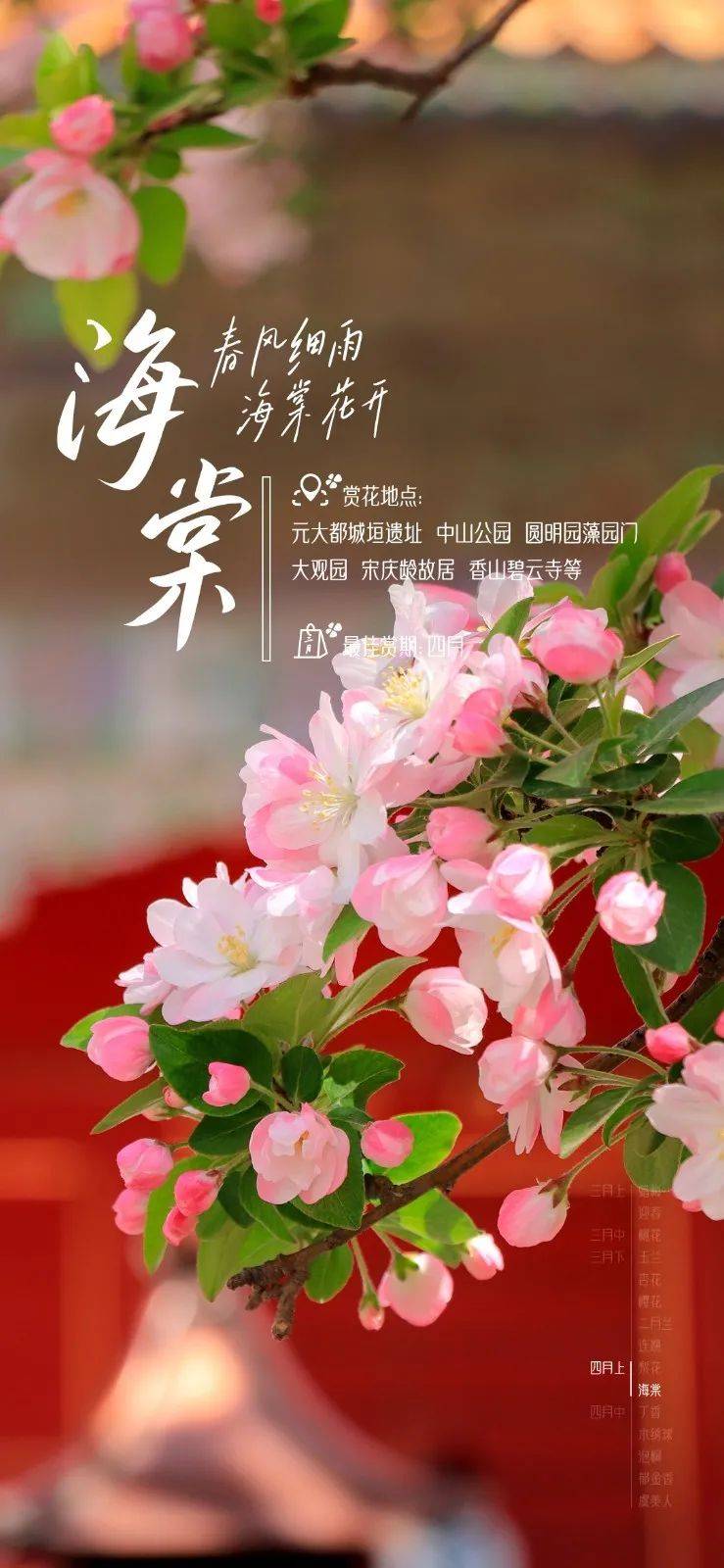 广东春分花图片