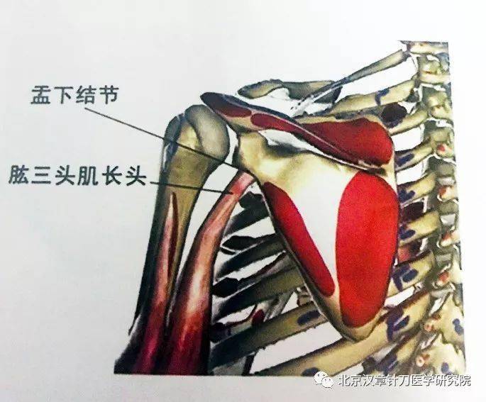 盂下结节和喙突_临床_肩胛骨_进展