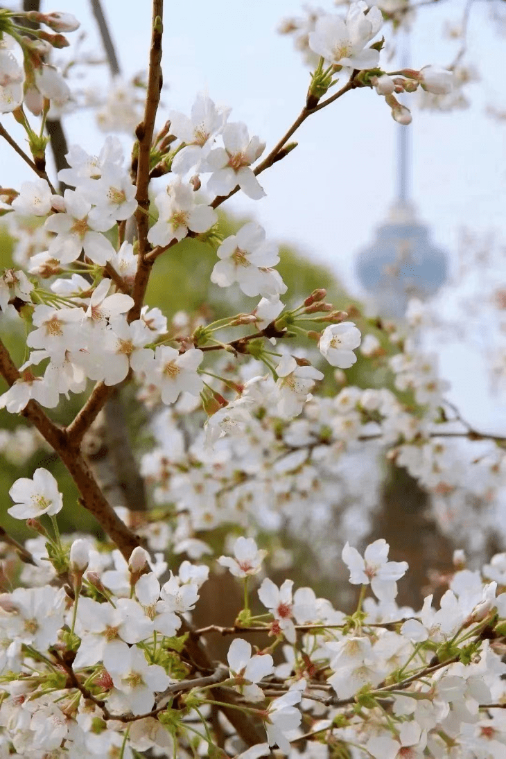 二十四节气之春分|The 24 Traditional Chinese Solar Terms——Spring Equinox