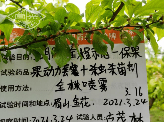 在五月脆李,蜂糖李上使用两次保花保果方案后,李树坐果率高,挂果多