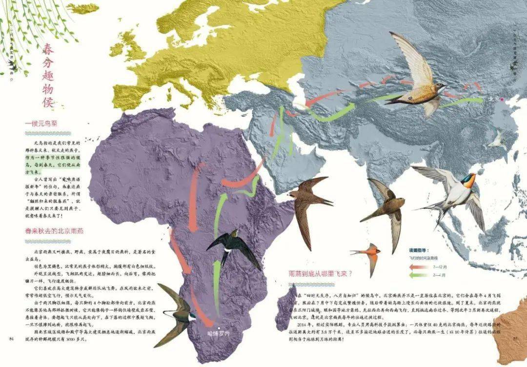 北京雨燕迁徙路线地图图片