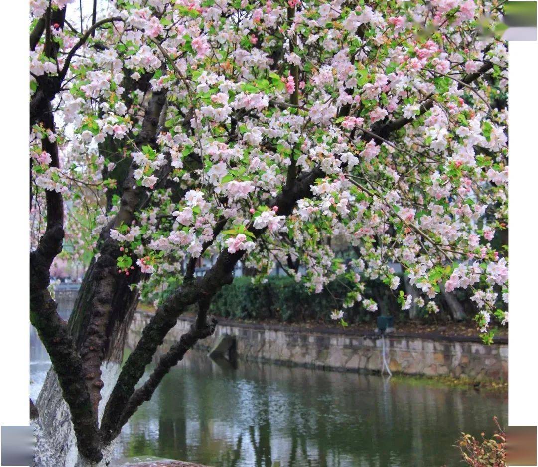 春遊| 去有__的地方,賞金陵春景_南京_燕子磯_莫愁湖