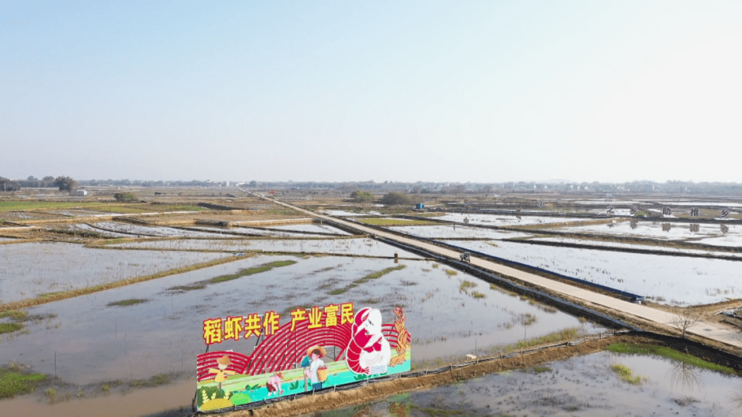 稻虾共作收获忙 养殖基地帮农富_桂平市_南木镇_农户