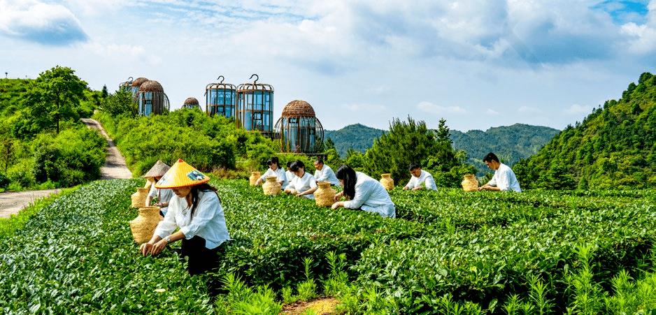 闽人聪慧丨福建那款茶，堪比“美人”