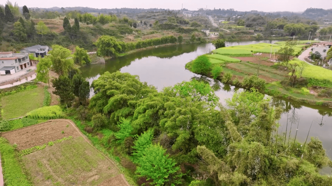 大足濑溪河畔白鹭成群 奏响春日序曲_珠溪镇_保护_鸟类
