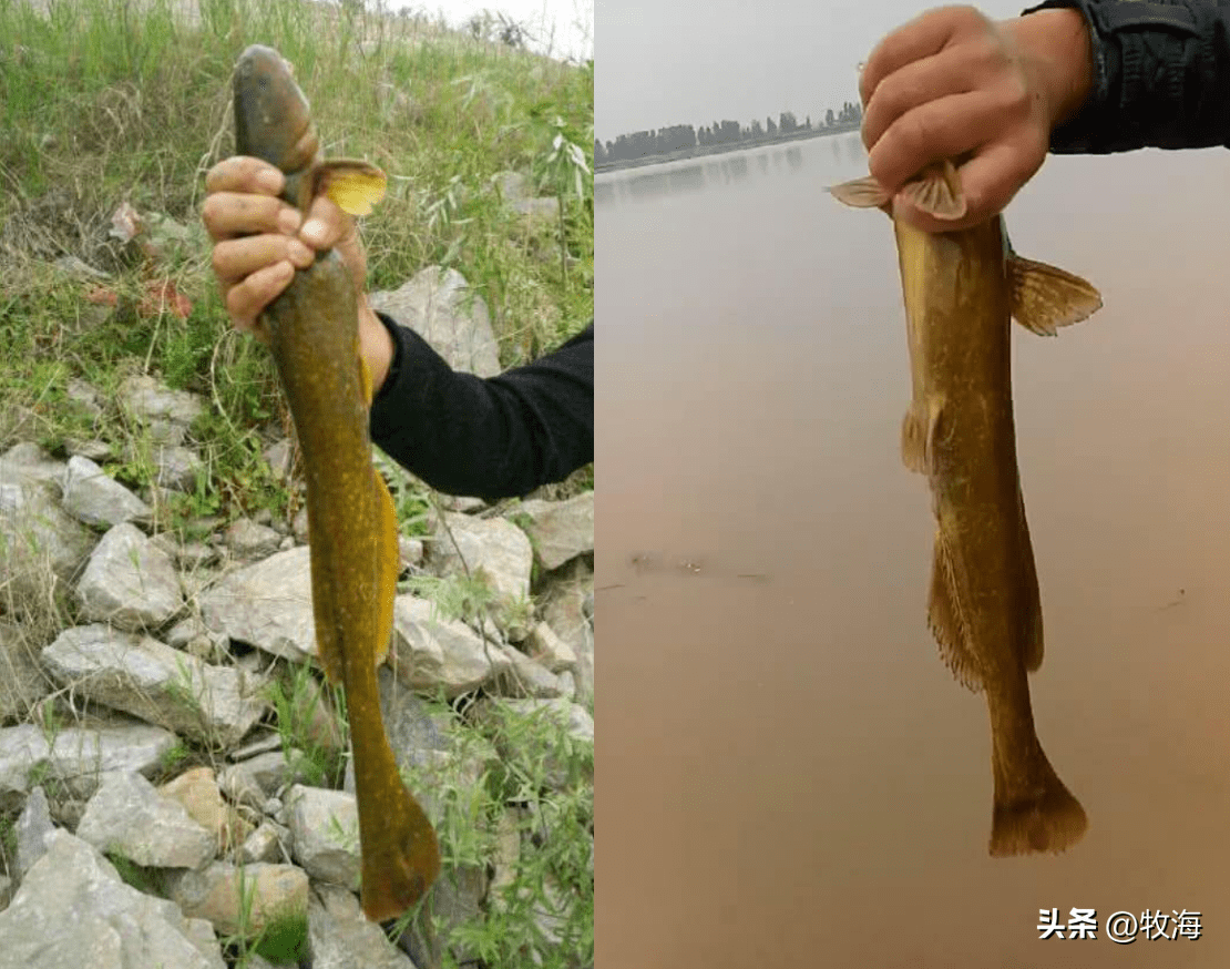 黄颡鱼最大能长到多少斤?“黄河嘎鱼”:可达1米多,如今很稀有_体重_体型_我国