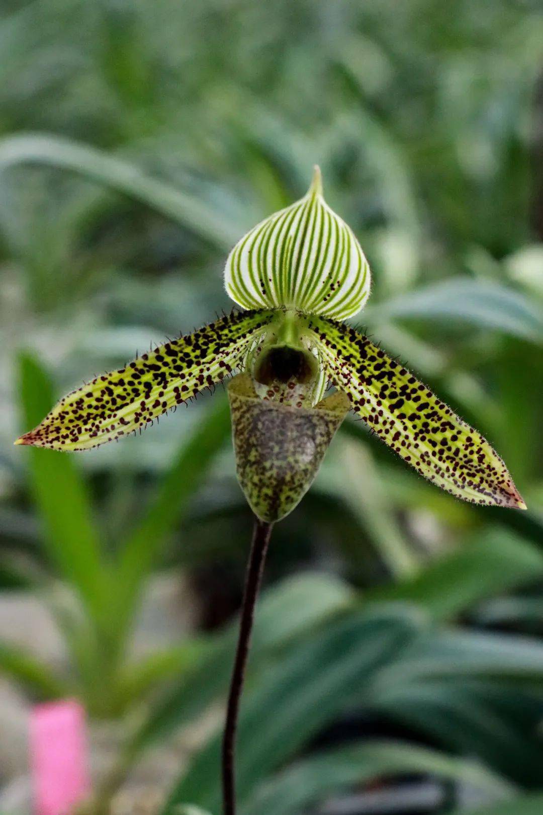 梦中情兰——猴面小龙兰丨花颜鸟语_果蝇_花萼_兰属