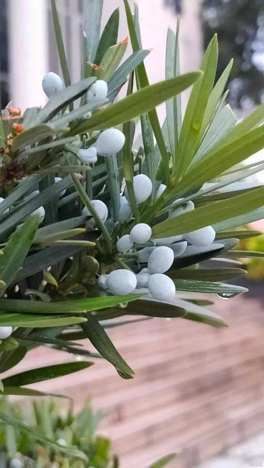 碧绿的玛瑙:罗汉松 || 李健鸿_植物_陵园_时间