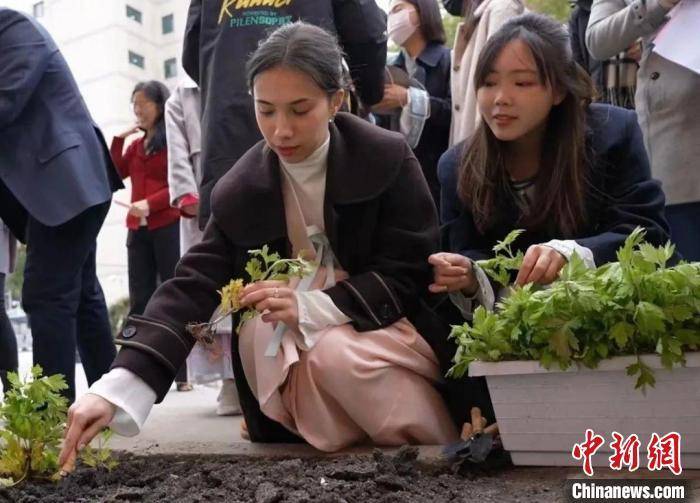 杜仲种子（杜仲种子发芽率和发芽势率的关系） 第1张