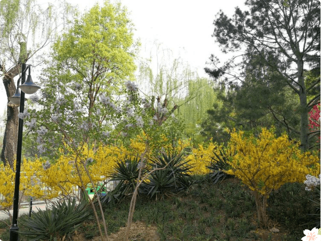 春风十里，赏花走起！大兴区赏花地图已上线