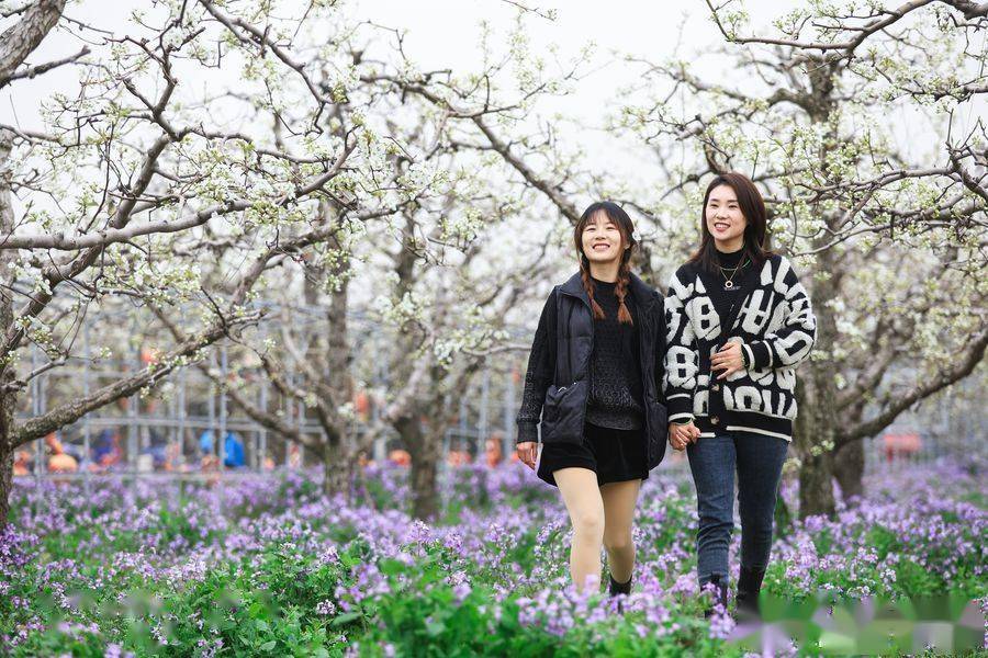 巫山梨花节图片