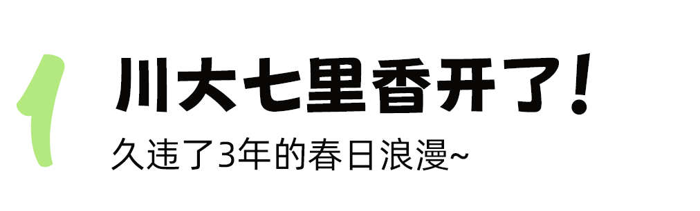 藏在大学里的成都春天