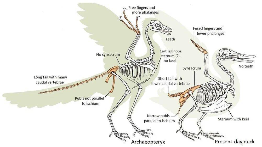 鸟和恐龙的骨骼对比图片