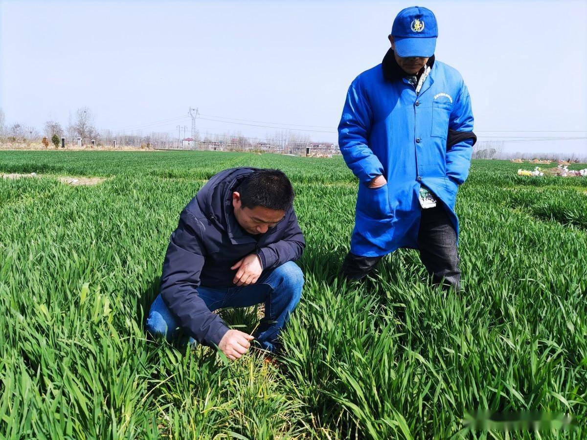 无法回避的麦田除草剂药害,农资老板小心翼翼,农民该怎样应对?