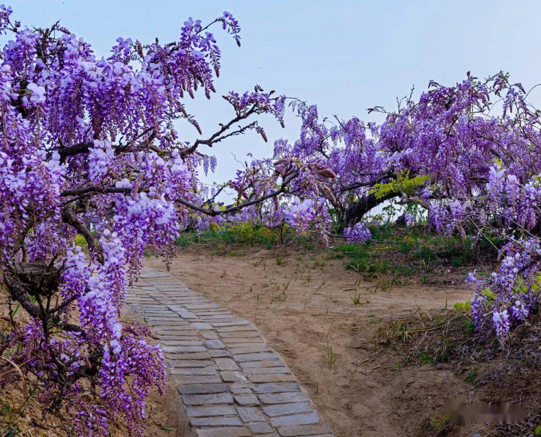 紫色的花（紫色的花 藤蔓是什么花） 第2张