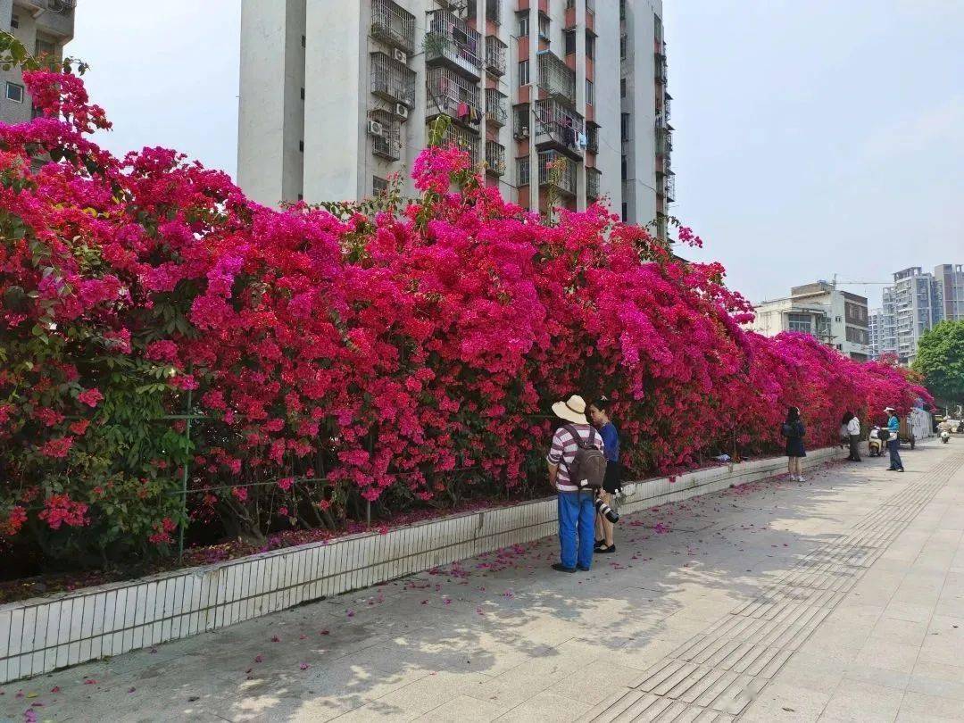 梧州宝巾花图片