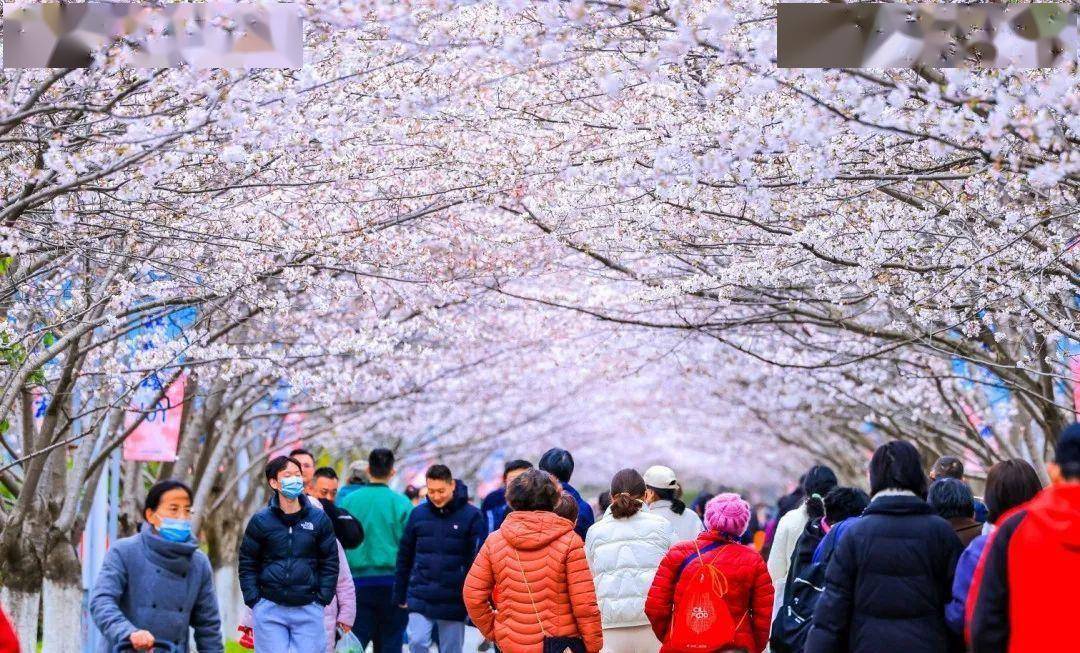 北镇大芦花樱花节图片