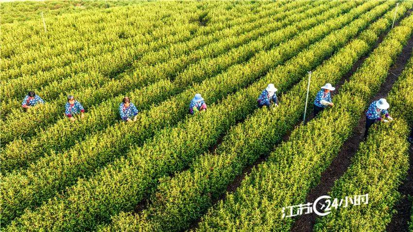 江苏24小时·滚动推送|启东：新出海口迎开港以来更大集拆箱海轮