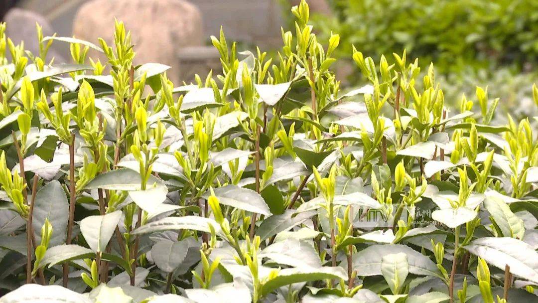 今天下午,龙井村里的十八棵御茶树正式开采.