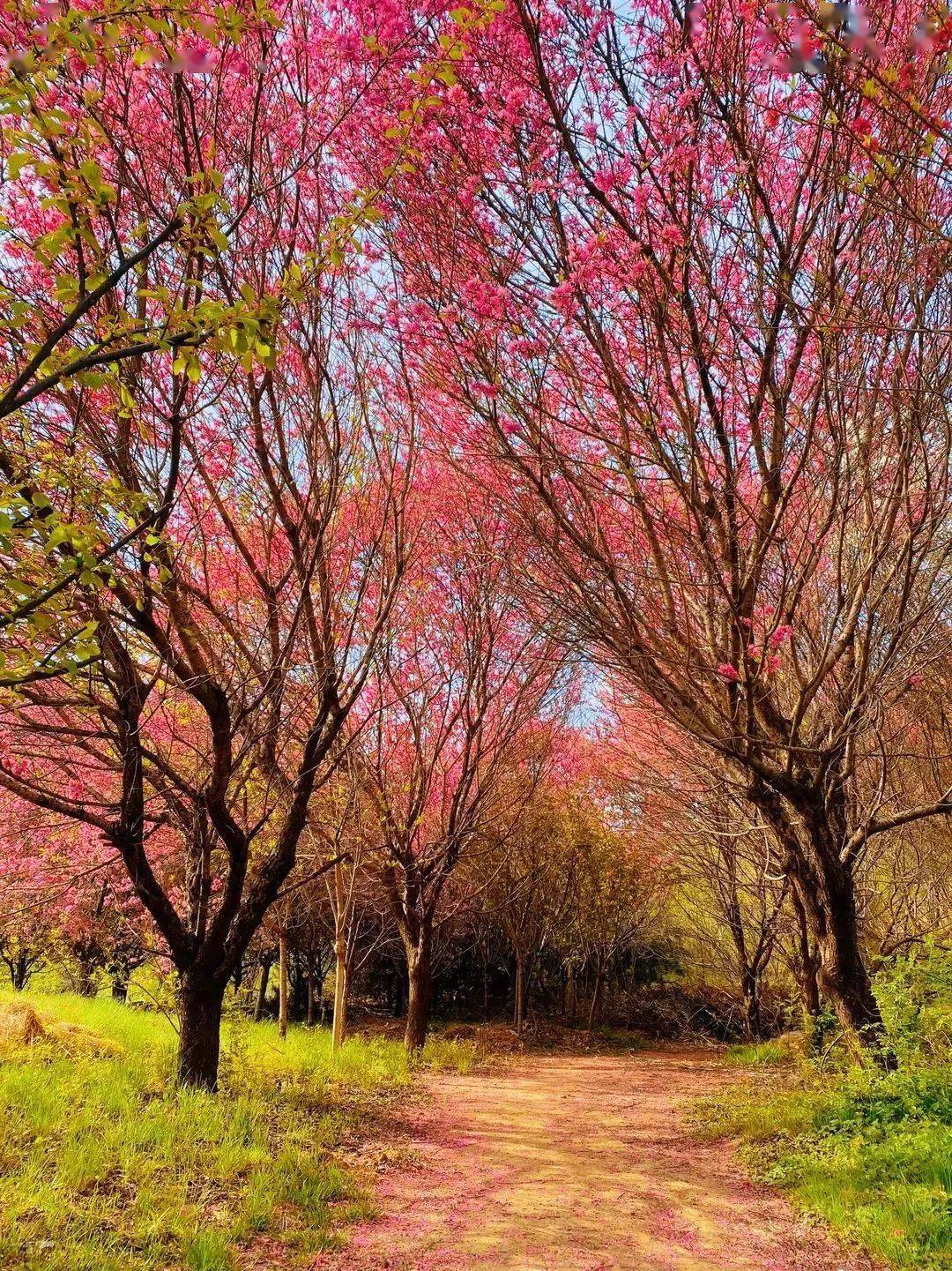 归真为打造理念以绿色生态西部长青·柳仙谷▲柳仙谷仙踪每想念一次