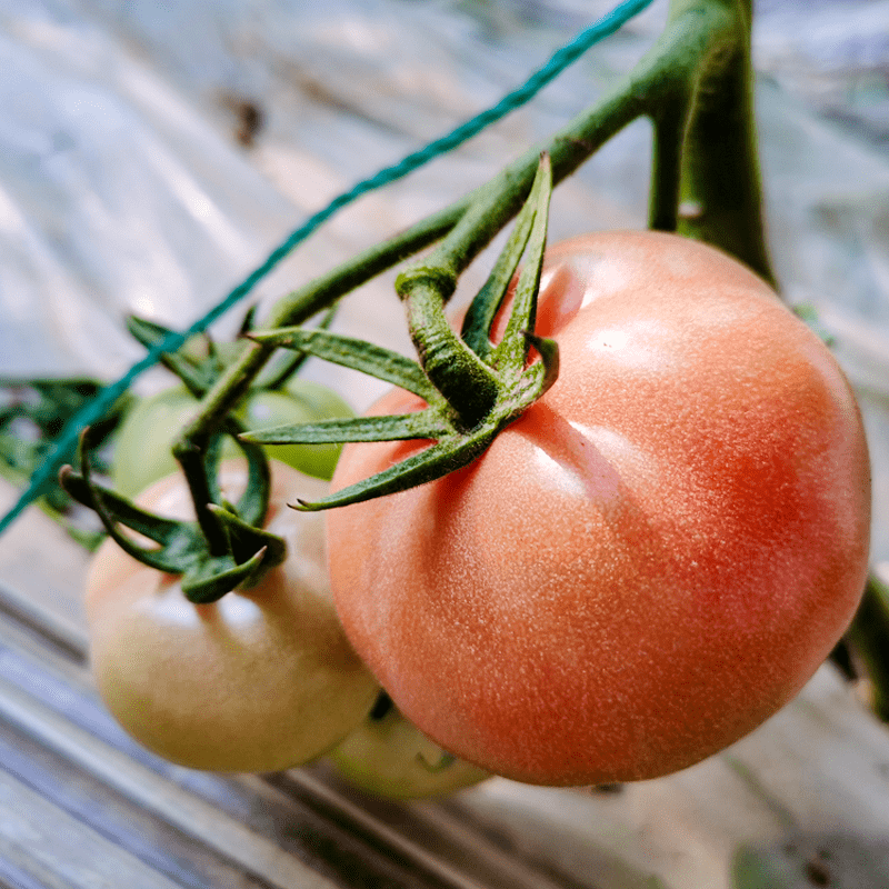 沧州本地农户种植的老味道西红柿上市!助农销售,找回儿时味道!