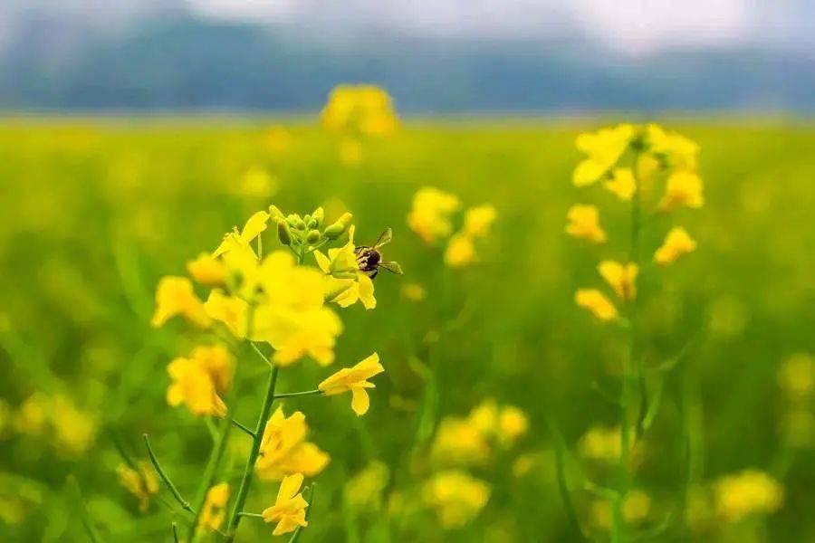 拾秋詩社詩詞微刊第377期59首_七絕_七律_油菜花