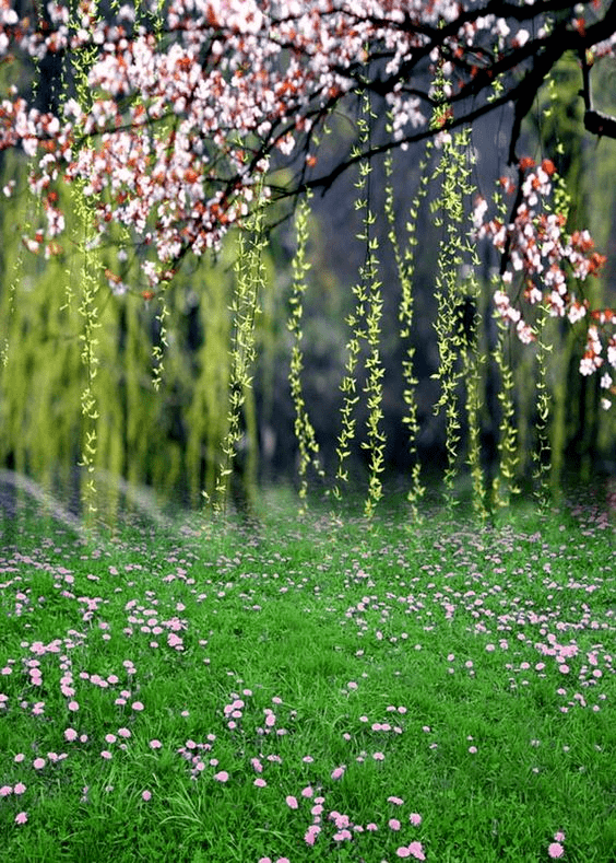 春天送来的春帘,美到窒息!