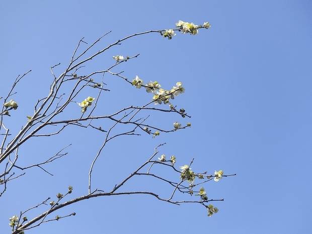 上海辰山动物园最美盛花期到来 园内群芳斗艳