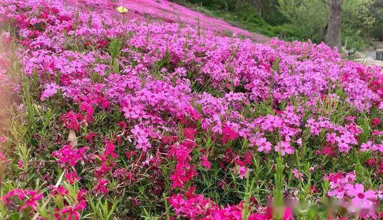 快来打卡"花花世界"……_樱花_杏花_梨花