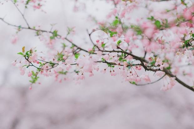 上海辰山动物园最美盛花期到来 园内群芳斗艳