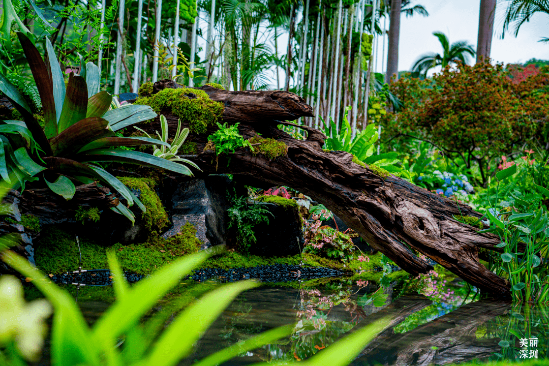 深圳展园—山海筑梦 | 第30届广州园博会"大金奖"_城市_园林_仙湖植物