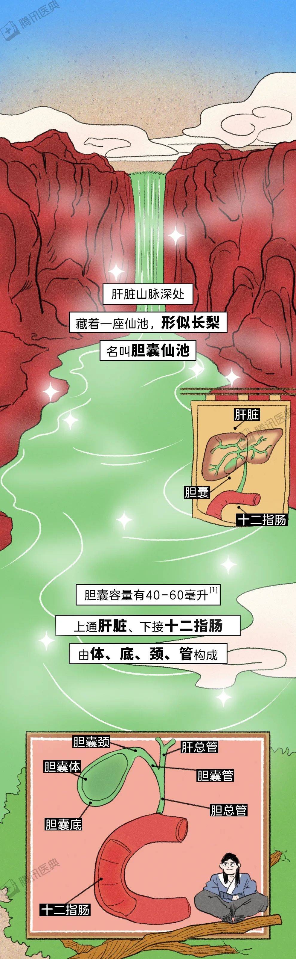胆结石最爱找上 2 类人,记住 5 点可避开_胆囊_不会影响_手术