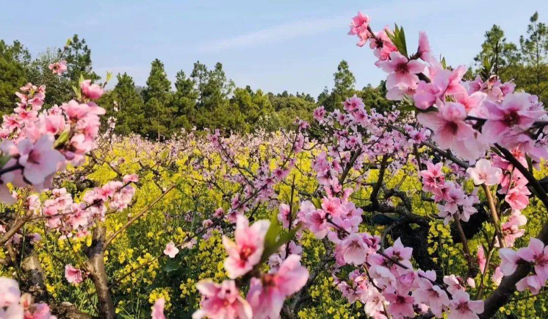 【嘉定出發】長興城山古道徒步,邂逅千畝杜鵑花海!_活動_景區_山溝