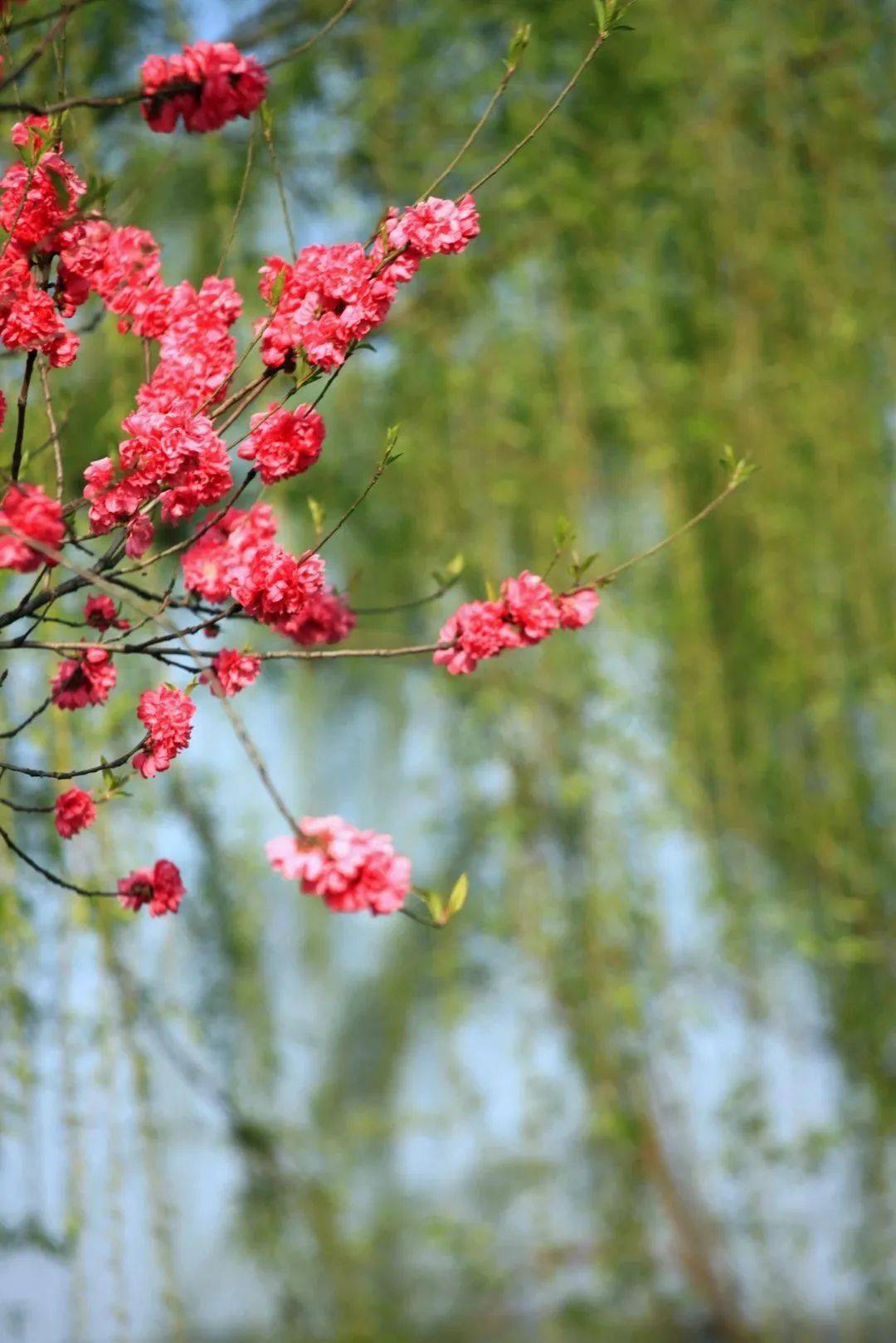惠风和煦,嫣红伴绿,不妨顾盼其间,感受西湖春天!_桃花_白堤莫_柳间植