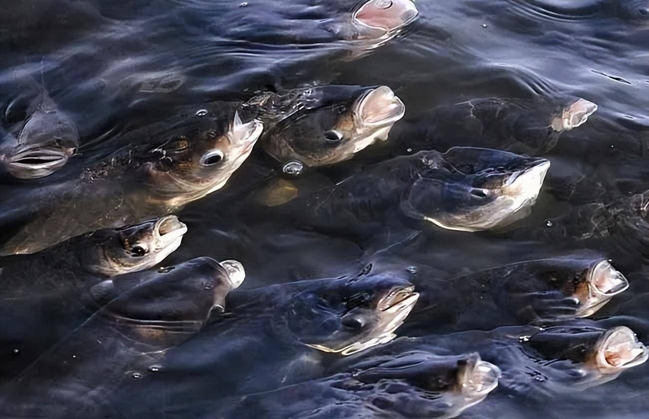 鱼塘为什么总在早晚缺氧?你有没有注意这几点_水体_氧气_情况