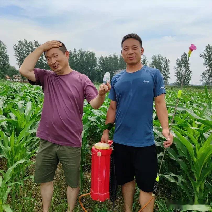 玉米田苗后除草剂几天见效_玉米田苗后除草剂_玉米苗后除草剂对下茬作物影响