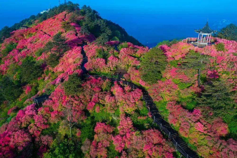 麻城五脑山杜鹃花图片