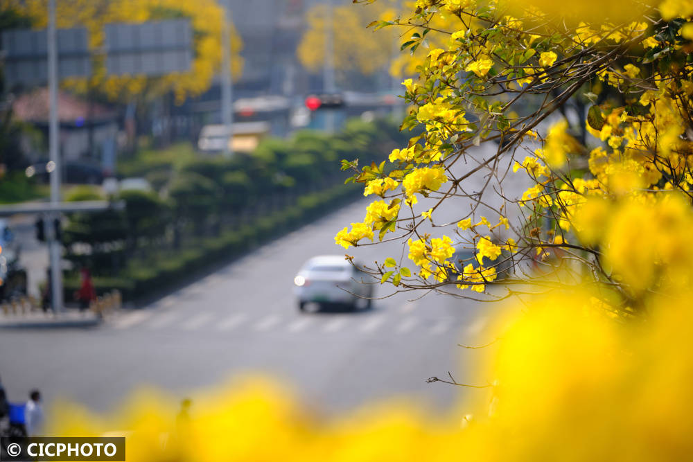 春花路放