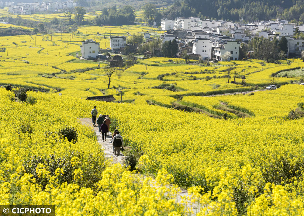 春花路放