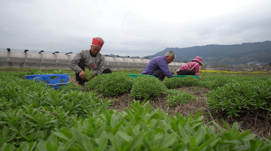 推动高质量发展】黄平:野菜订单多 菜农采摘忙_种植_苗侗_山珍