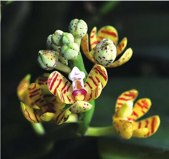 兰花多花脆兰详解_acampe_热带_喜马拉雅