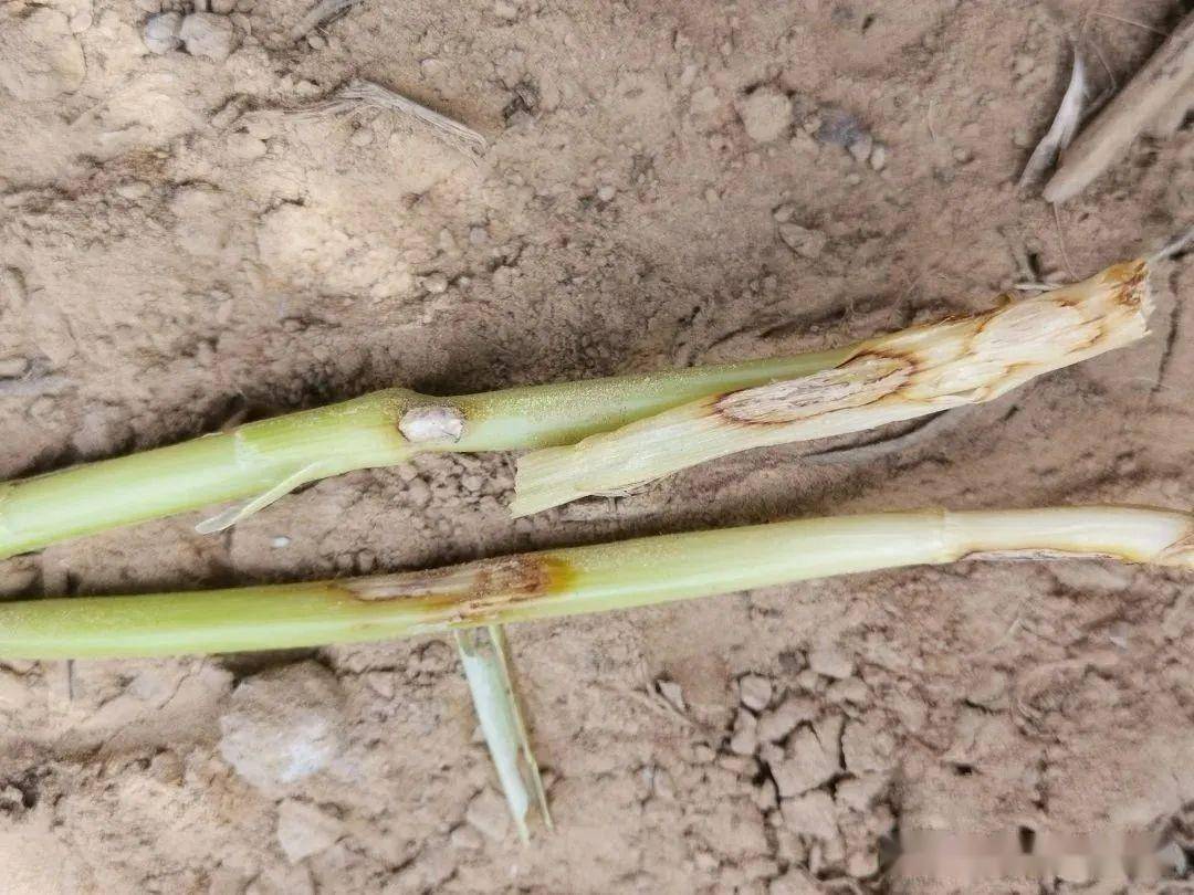 多地小麦发生纹枯病,正在扩散蔓延!附防治方法
