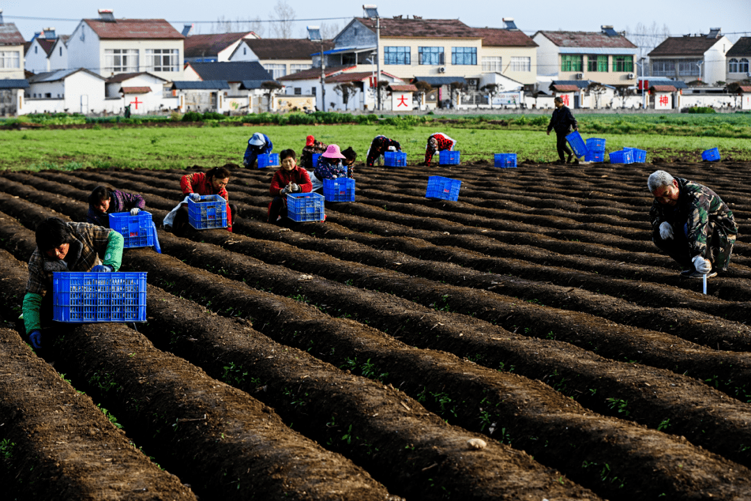 希望田野丨种出好"姜"来_种植_生姜_南漳