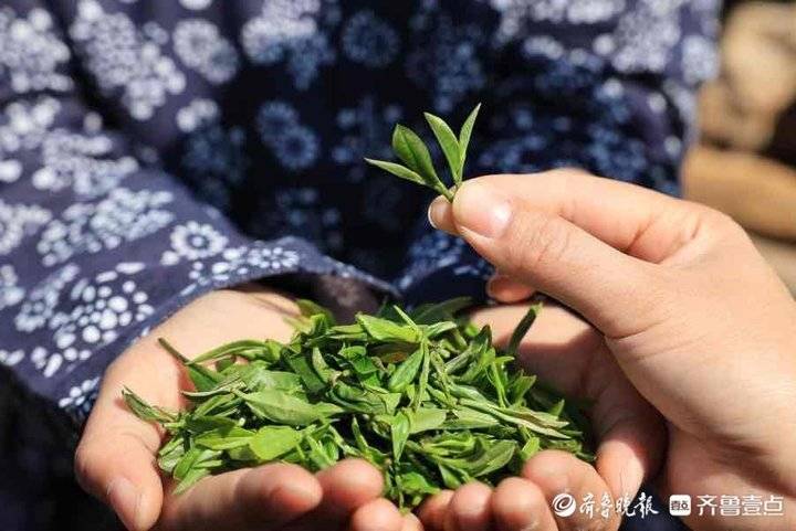沂蒙山明前茶开采 抢"鲜"品尝春滋味_茶树_产区_齐鲁