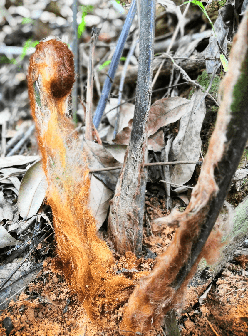 诗词与中医|难头叶老陂塘暗,狗脊花繁篱落香——聊聊金毛狗脊