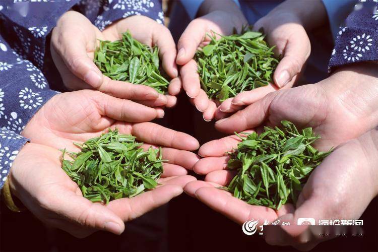 北纬36℃沂蒙山茶抢"鲜"开采_茶叶_活动_山东省
