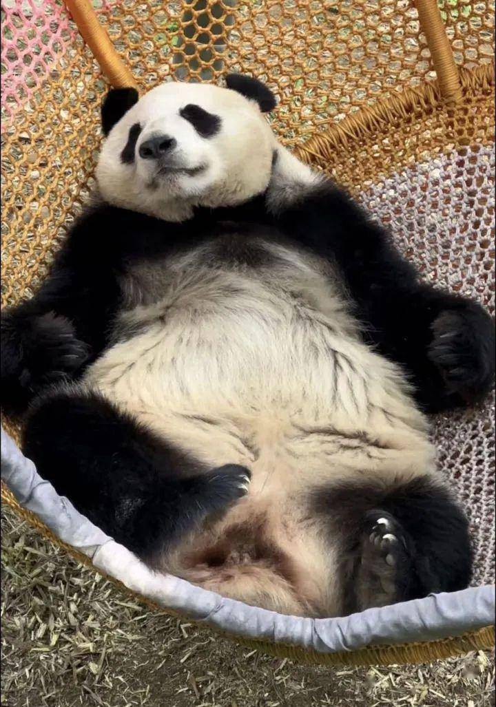 李子潇_粪便_竹子