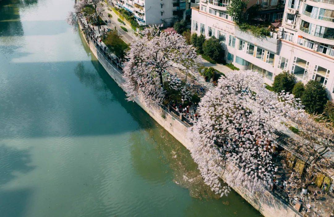 春和景明,成都最美是清明_展览_武侯祠_都江堰