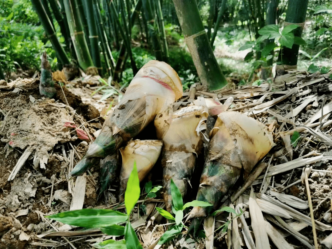 按著這份地圖來肇慶吃筍,保證不